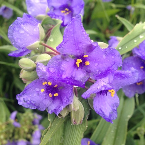 Tradescantia