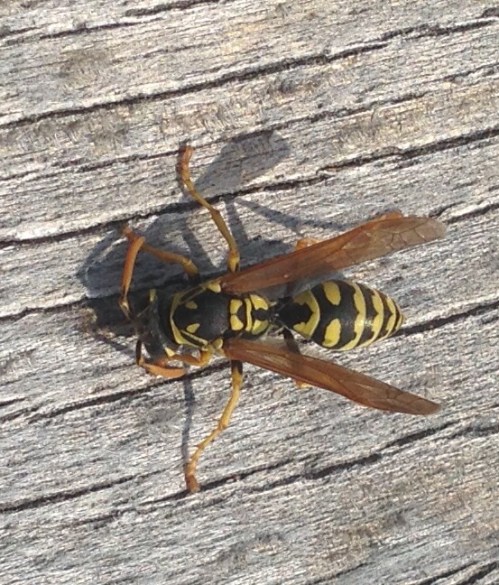 Polistes dominula