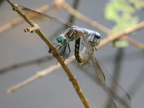 Pachydiplax longipennis