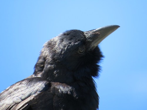 Corvus ossifragus
