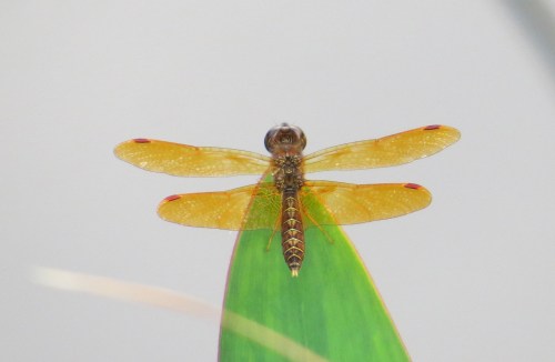 Perithemis tenera