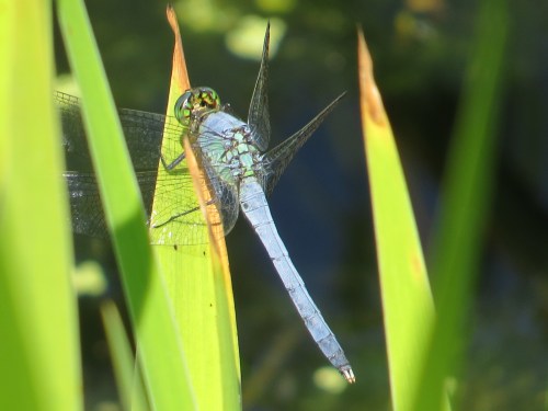 Erythemis simplicicollis