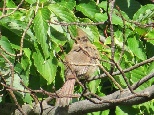 Cardinalis cardinalis