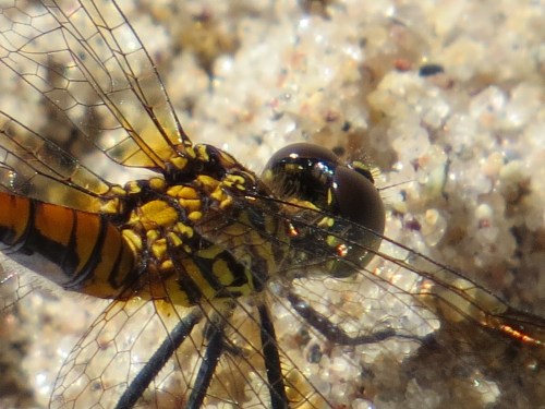 Erythrodiplax berenice