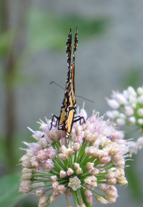 Danaus plexippus