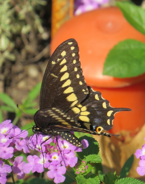 Papilio polyxenes
