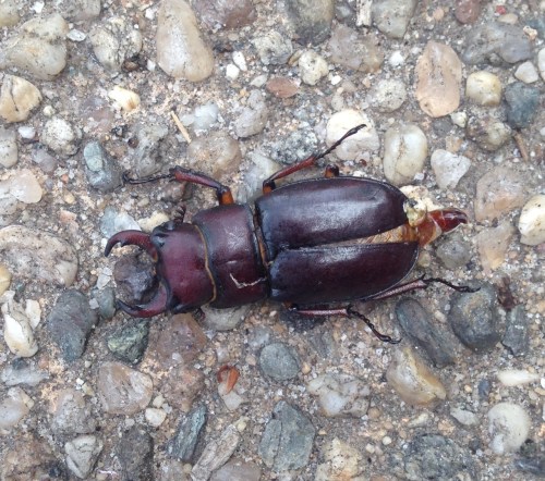 Lucanus capreolus