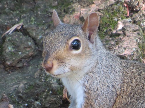 Sciurus carolinensis