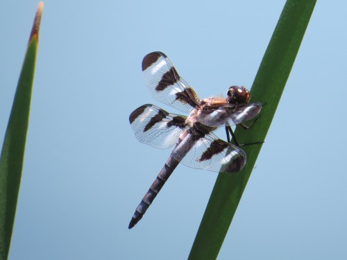 Libellula pulchella