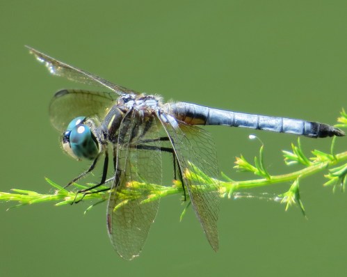 Pachydiplax longipennis