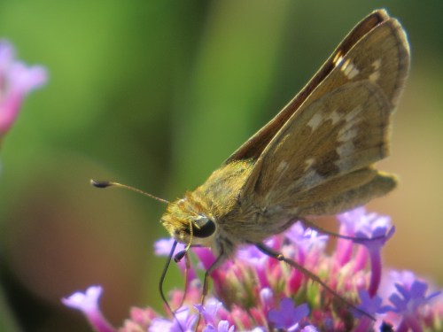 Atalopedes campestris