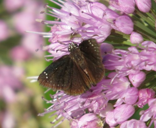 Erynnis