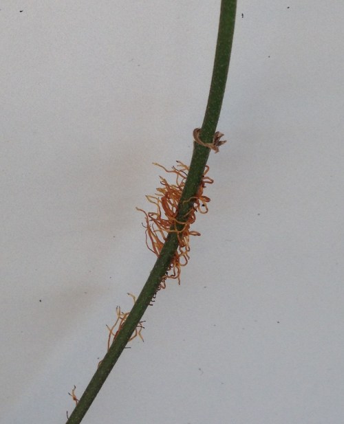 Toxicodendron radicans