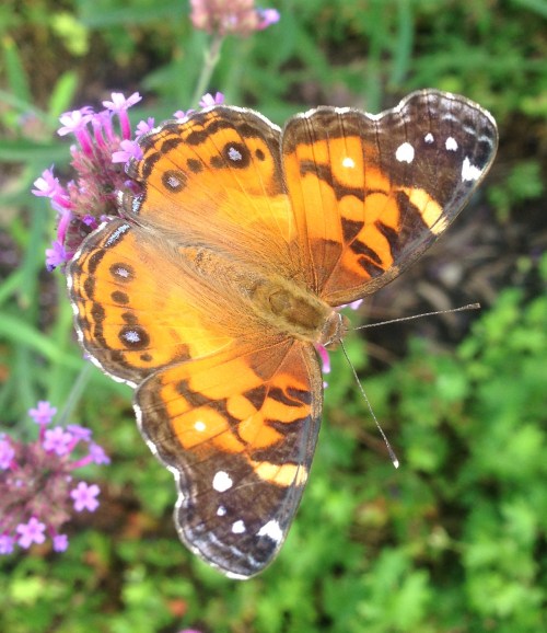 Vanessa virginiensis