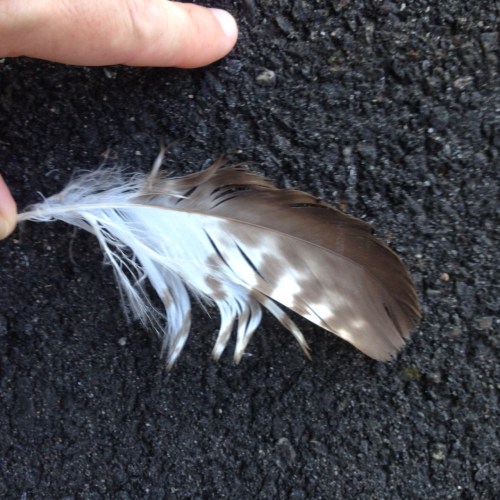feather