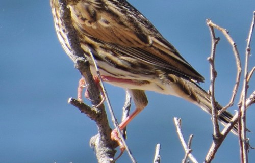 Passerculus sandwichensis