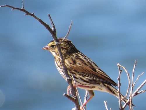 Passerculus sandwichensis