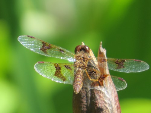  Perithemis tenera