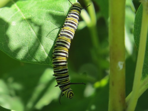 Danaus plexippus