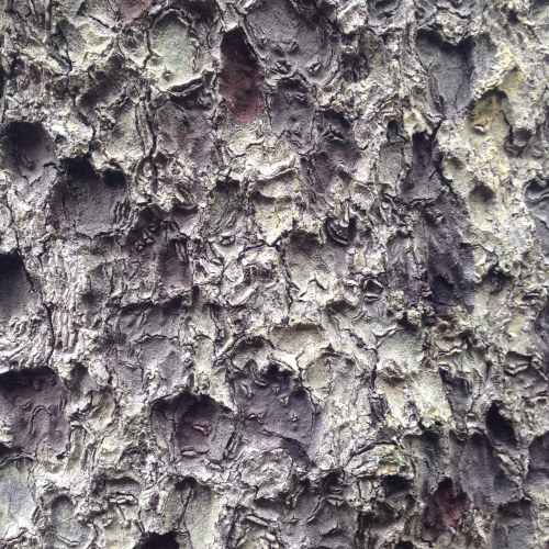 bark
