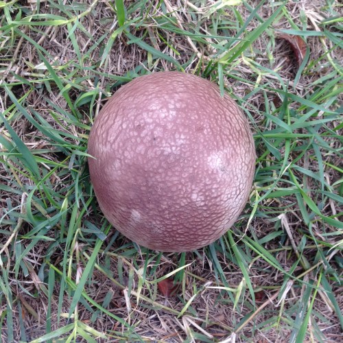 puffball