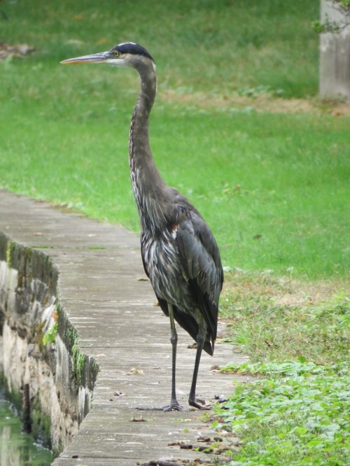 Ardea herodias