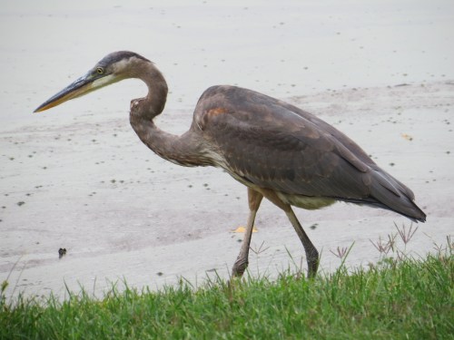 Ardea herodias