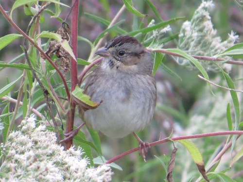 Melospiza georgiana