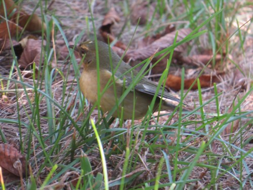 Setophaga caerulescens