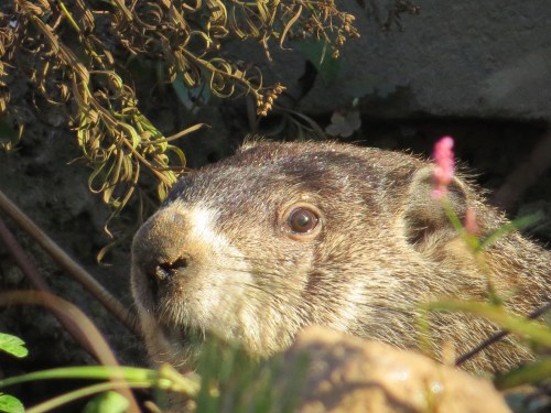 Marmota monax