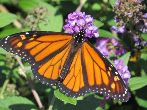 Danaus plexippus