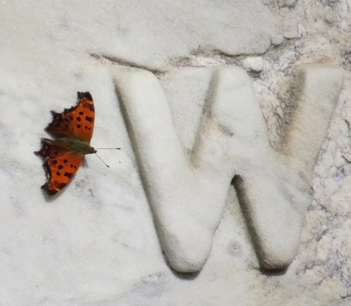 Polygonia comma