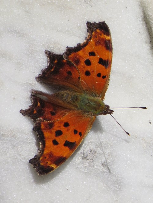 Polygonia comma