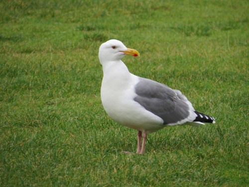Larus occidentalis