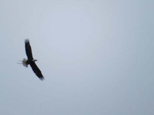 Haliaeetus leucocephalus