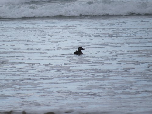 Melanitta perspicillata