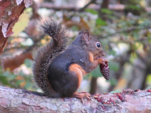 Tamiasciurus douglasii
