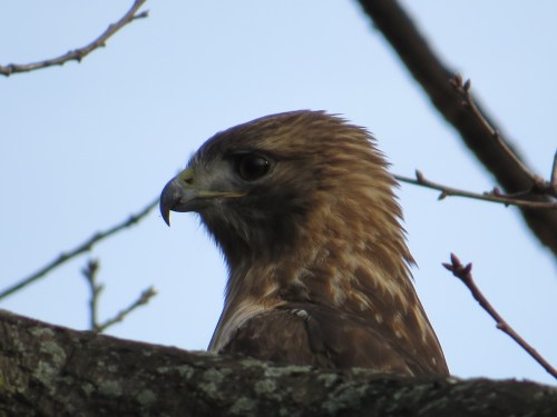Buteo jamaicensis