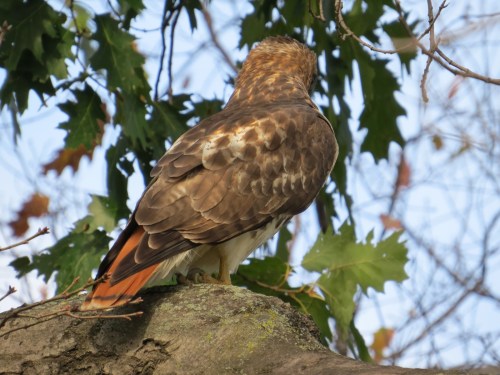 Buteo jamaicensis