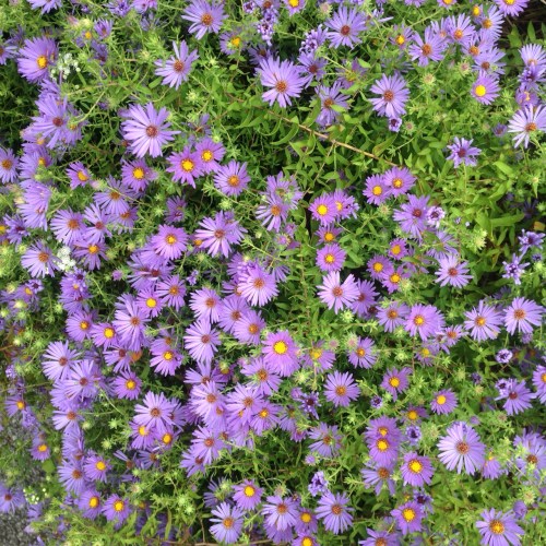 Symphyotrichum 