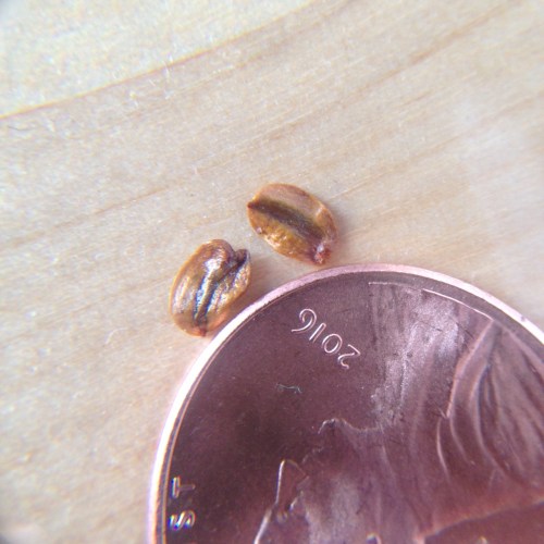 Sequoiadendron giganteum 