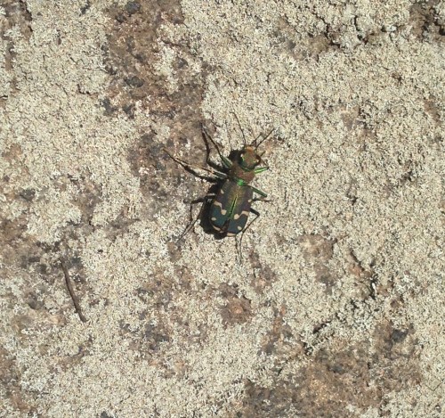 Cicindela limbalis