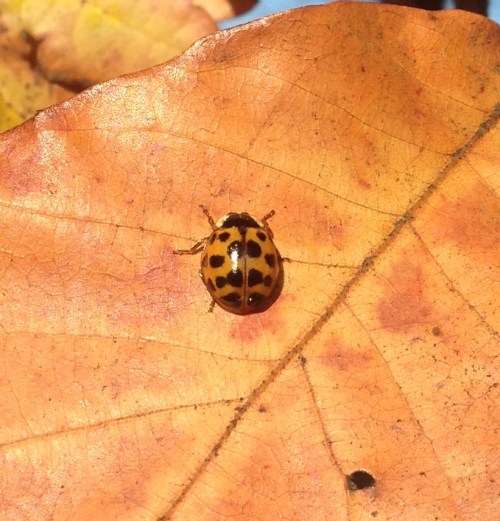 Harmonia axyridis