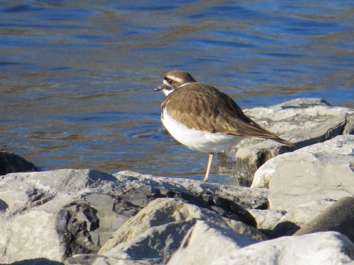 Charadrius vociferus