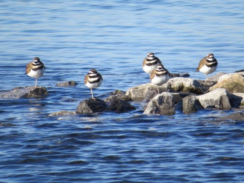Charadrius vociferus