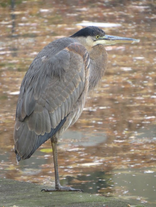 Ardea herodias