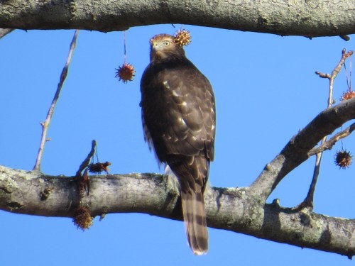 Accipiter cooperii