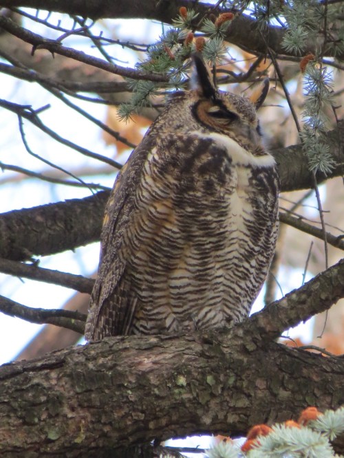 Bubo virginianus