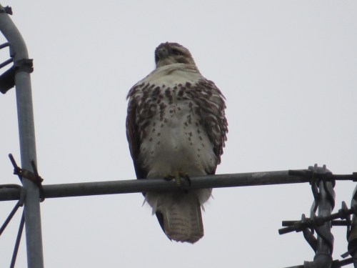 Buteo jamaicensis