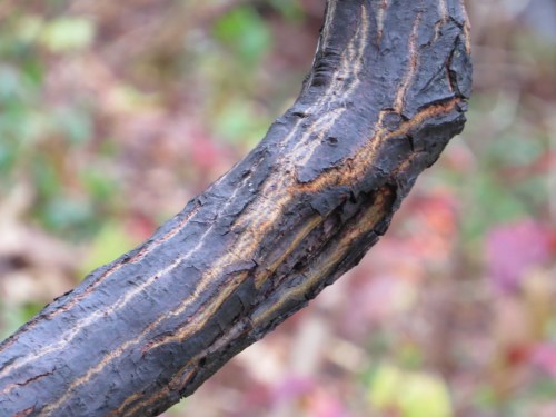 Franklinia alatamaha